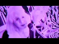 Margaritas Podridas - Púrpura