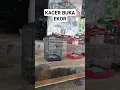 KACER GACOR BUKA EKOR NGEPLONG BIRAHI EMOSI FULL #kacer #birds #kacergacor