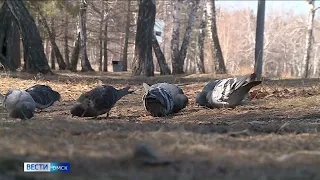 «Вести Омск», утренний эфир от 20 апреля 2023 года