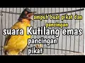 Download Lagu Suara kutilang emas pikat dan pancingan