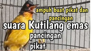 Download Suara kutilang emas pikat dan pancingan MP3