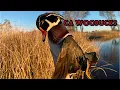 2 CA Refuge Duck Hunts Solo Public Land