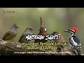Download Lagu MASTERAN SAKTI !!! GURU VOKAL TERBAIK UNTUK BURUNG LOMBA MURAI BATU GACOR #edwinmasterkicau  