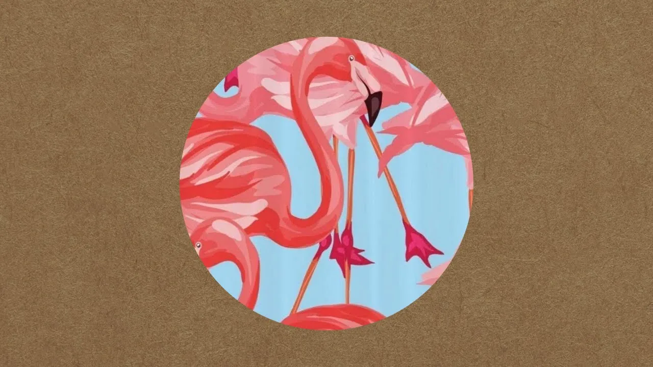 Marcu Rares - Flamingo Around