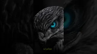 على الصقر لا تقرب ابعد يا غراب حالات     غرور وكبرياء وقوة وهيبة البنات      دندنها