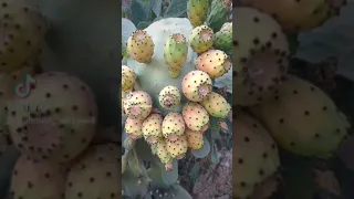 افضل طريقة لإزالة الشوك من الصبار التين الشوكي 