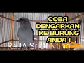 Download Lagu SRI GUNTING ABU KICAU PANCINGAN !!