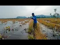 Download Lagu #EP1376 Casting Haruan Lorong part 3 | Catch and Sell