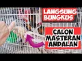 Download Lagu CARA MEMILIH BURUNG PELATUK BAWANG YANG BAGUS DI OMBYOKAN