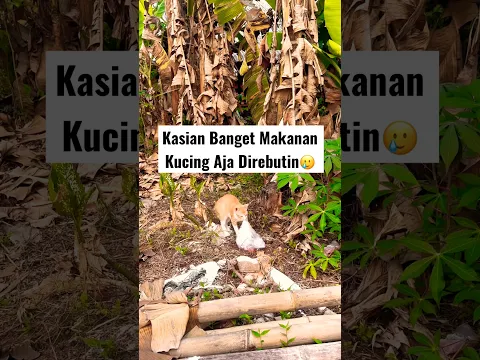 Bego Rebut Makanan Kucing