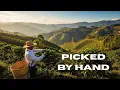 Download Lagu Geeft iedereen de voorkeur aan Colombiaanse koffie?