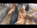 Lagu Poulet goliath de 2 mois chez Simon farms