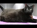 Download Lagu I Tried Grooming a 31lb (14kg) Cat Named Slim Shady...He Was NOT Having It