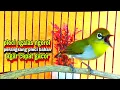Download Lagu Pleci Gacor Ngalas Ngerol || Pancingan Pleci  Bahan Agar Cepat Gacor