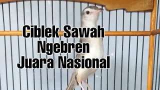 ciblek sawah gacor ngebren panjang speed rapat cocok buat masteran