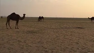 ابلنا من شفها ماهي ترد دندنها