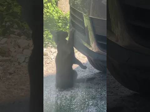 Jerry ne izlazi… Tom je već spreman! 😂🐱🐭
