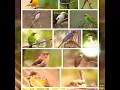 Download Lagu Suara pikat semua burung ,masih di jalur anti jon