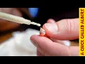Download Lagu The Smallest Bird You've Ever Seen - Two tiny eggs that wouldn't have made it