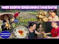 Lagu TIDAK MENYANGKA SESIMPLE INI BISA MEMBUAT KELUARGAKU BAHAGIA DAN LAHAP, PANEN BENGKOANG 