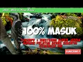 Download Lagu Burung Pelatuk Beras Disertai Gemericik Air untuk Masteran atau Therapy Stres Burung