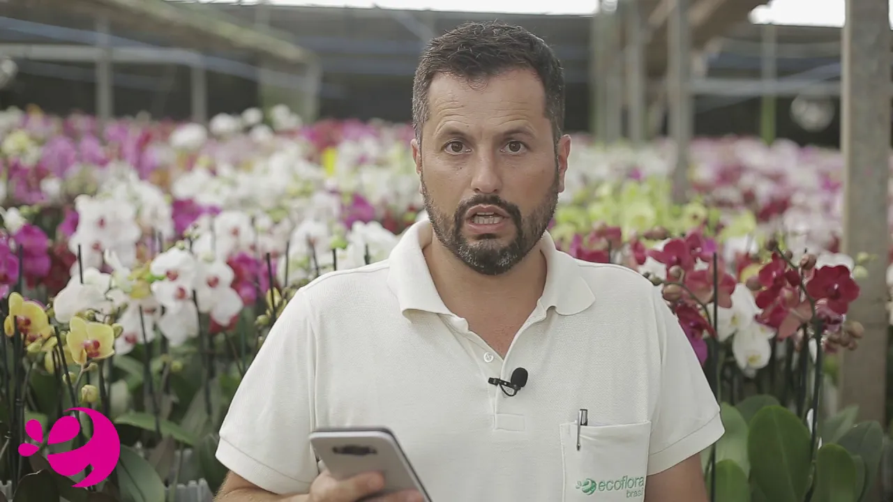 PODE PLANTAR ORQUÍDEA NA TERRA?