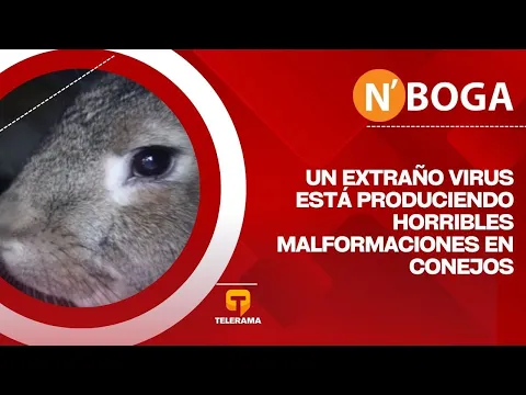 Un extraño virus está produciendo horribles malformaciones en conejos