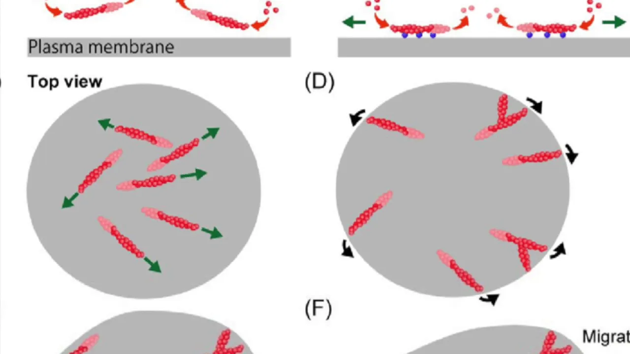 Chemotaxis of Cancer Cells
