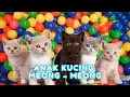 kucing lucu - KUCING PERSIA PUTIH KUCING PERSIA LUCU #kucinglucu #cat #catlover #kucing