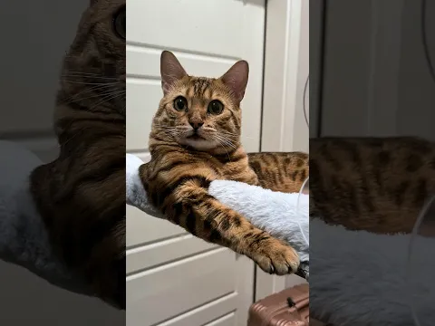 He Found Someone Who Looks Just Like His Long-Lost Owner π