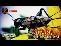 Download Lagu Suara Jangkrik Jernih Untuk Masteran Murai Batu | Masteran Kacer | Masteran Cucak Ijo | (Gryllidae)