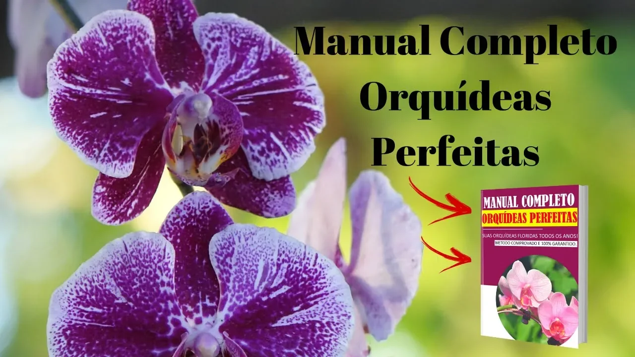 MANUAL COMPLETO ORQUÍDEAS PERFEITAS, COMO CULTIVAR ORQUÍDEAS, ORQUÍDEA LINDA COMO CUIDAR DE ORQUÍDEAS