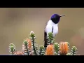 Download Lagu Ecuadoraanse kolibrie maakt hoogste geluid ooit bij vogels | AFP