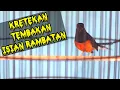 Download Lagu KRETEKAN dan Tembakan murai batu isian RAMBATAN memancing GACOR