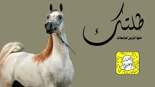 طلتك منها المزين ضايعات اداء عز السعود 2022 حصريا 