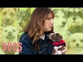 Lagu SNL Legend Ana Gasteyer Falls in Love With NYC Dogs (Plus Her Funniest Dog Stories)