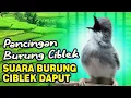 Download Lagu Suara burung ciblek / prenjak dada putih muda belajar nembak, bagus untuk pancingan burung Bakalan