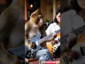 Download Lagu Monyet main gitar di Cafe #monetization #Cak Is AE
