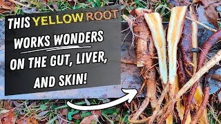 Old Timers Used This Root to “Purify the Blood” and Heal Chronic Skin Complaints