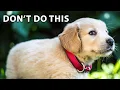 10 Mistakes First-Time Golden Retriever Puppy Owners Make