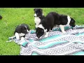 Border Collie Puppies For Sale