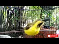 Download Lagu AMPUH !! PIKAT SOGON BAHAN DENGAN PANCINGAN INI DIJAMIN LANGSUNG RESPON