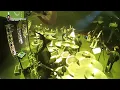 Download Lagu Krisdayanti Concert with Erwin Gutawa Band -  MAHADAYA CINTA (drum cam) SINGAPORE