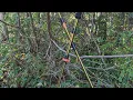 Review Of Hiking Poles From Walmart