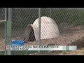 Humboldt animal shelter emptied of all dogs
