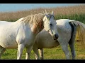 Horacio Guarany - El corralero