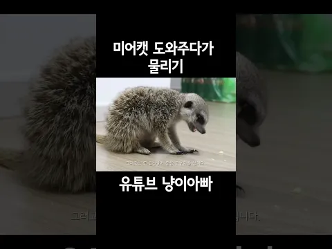 미어캣 도와주다 물리기