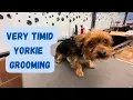 The EASIEST groom for a YORKIE at HOME EXPLAINED