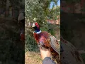 Rare Beauty: Witnessing the Kalij Pheasant #nature #birds #shortsvideo #beauty #kalij #pheasants