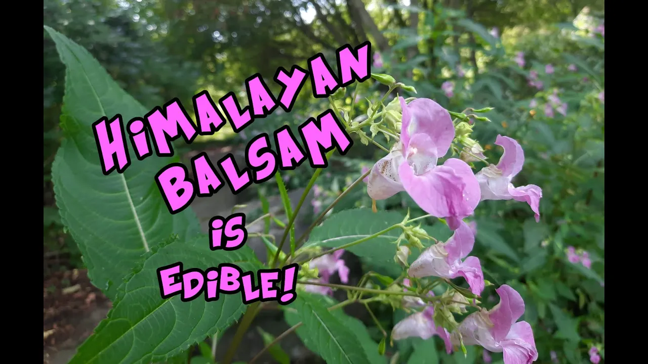 Himalayan Balsam Identification and It